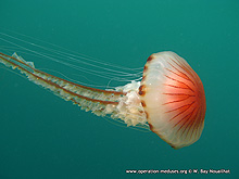 L'ombrelle rayonne de la mduse boussole (Chrysaora hysoscella)