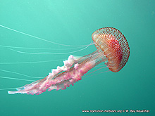 Plagie (Pelagia noctiluca) en Atlantique