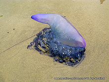 Mme choue sur la plage, ne touchez pas une physalie (Physalia physalis)